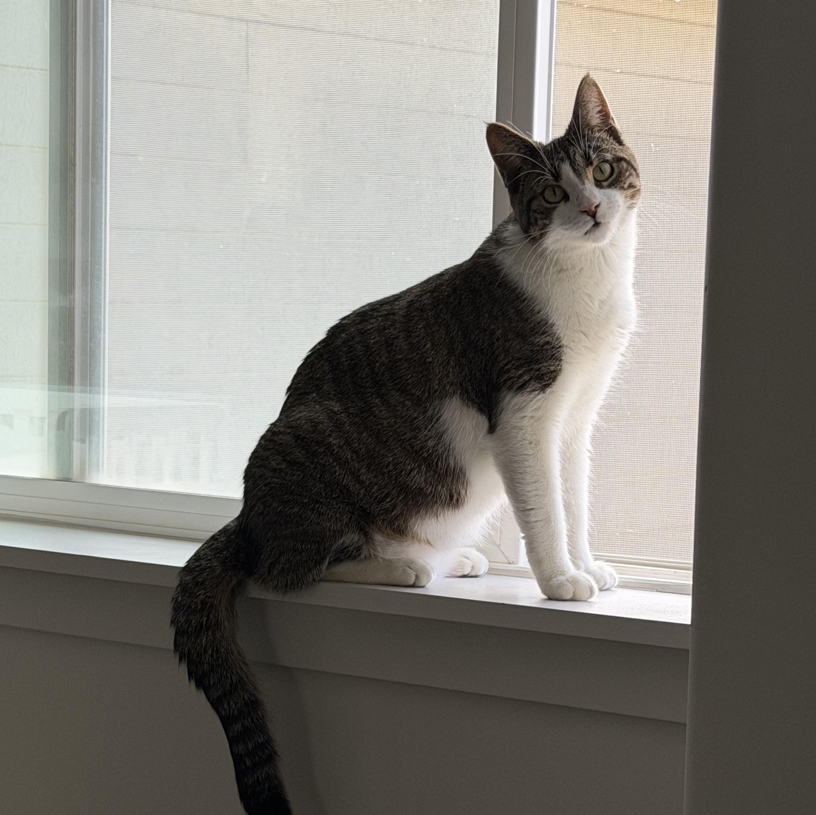 Enlarge Rizzo, a Adoptable mixed breed in Midvale, UT image 4/6