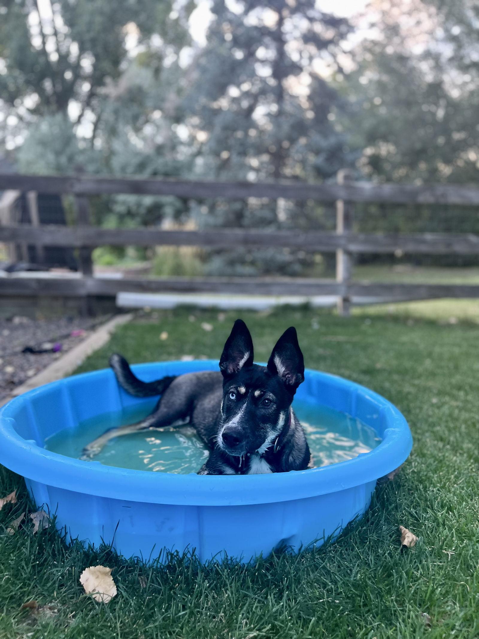 Sage, a Adoptable mixed breed in Fort Collins, CO image 1/3
