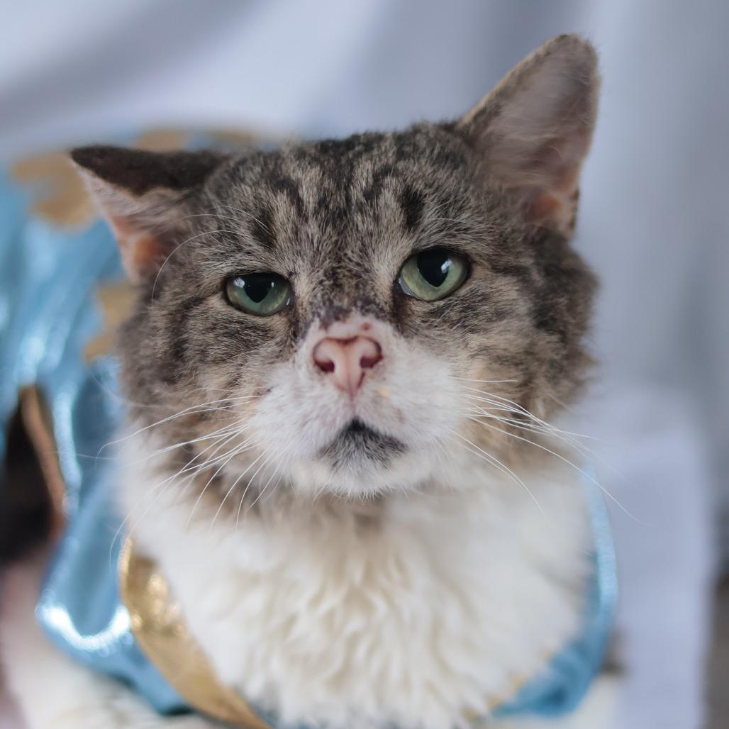 Bonk, Adoptable, Senior Male Domestic Short Hair.