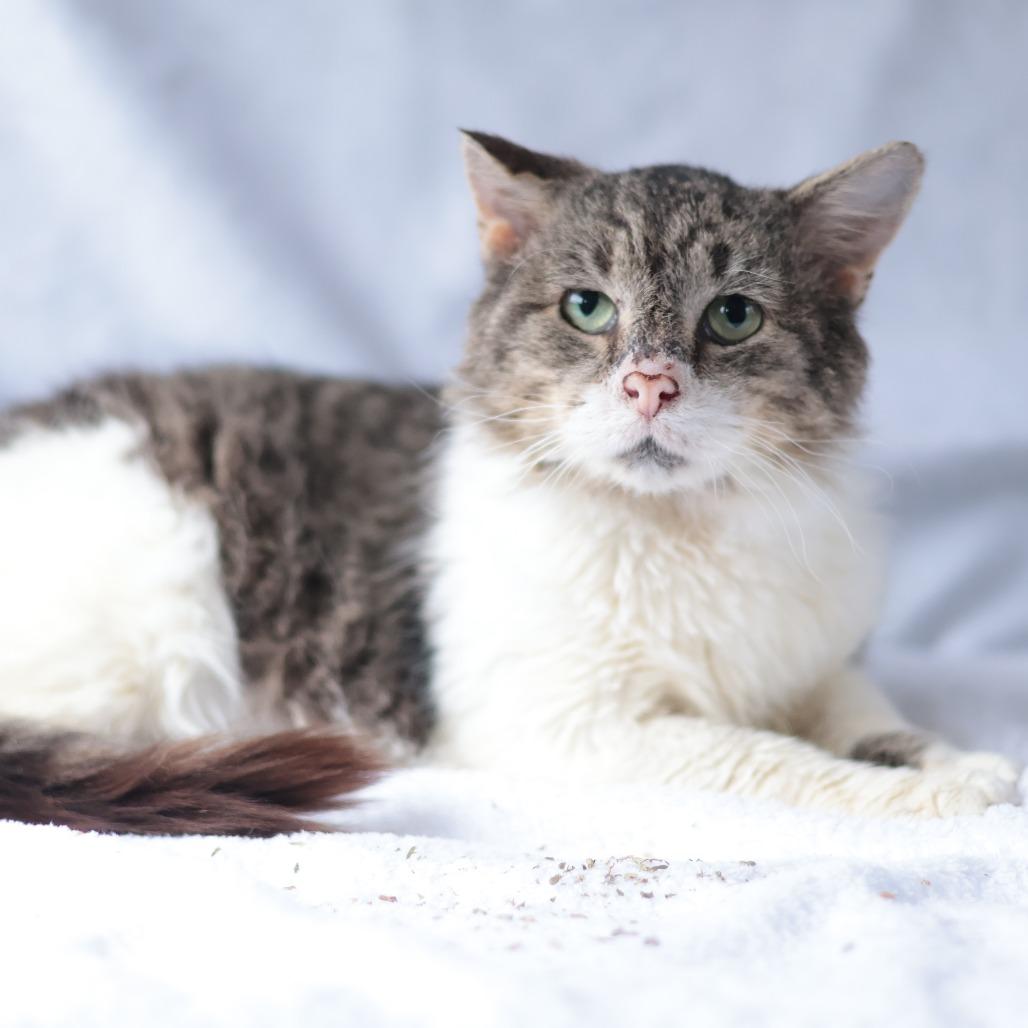 Bonk, a Adoptable Domestic Short Hair in Philadelphia, PA image 2/5