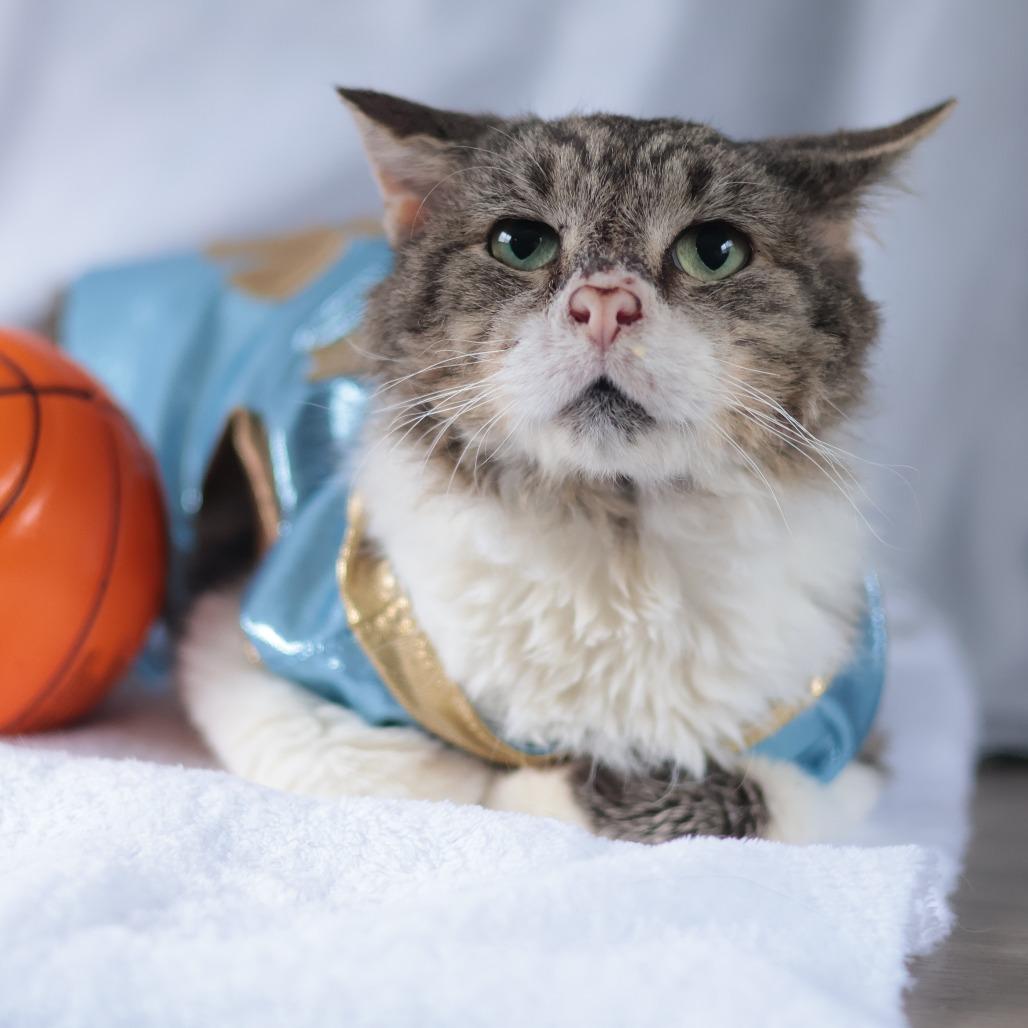 Bonk, a Adoptable Domestic Short Hair in Philadelphia, PA image 3/5
