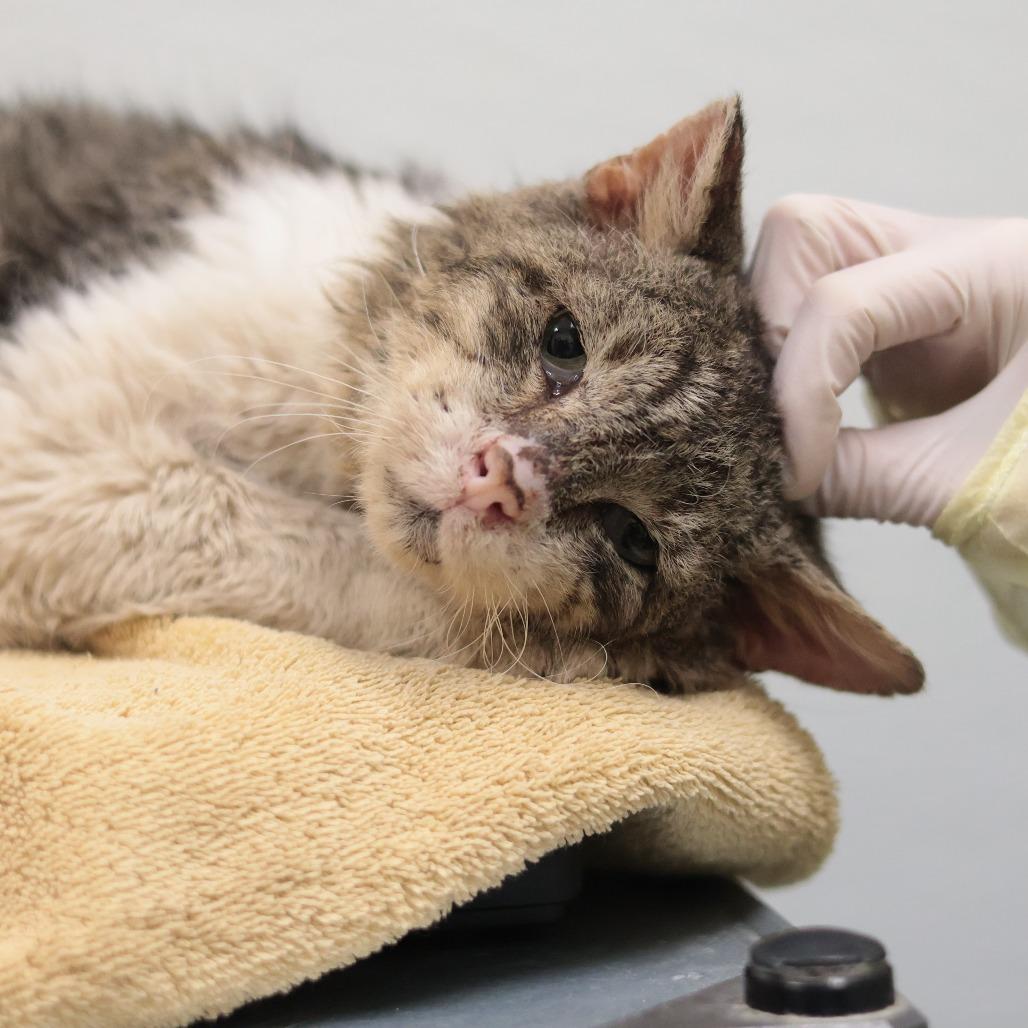 Bonk, a Adoptable Domestic Short Hair in Philadelphia, PA image 4/5