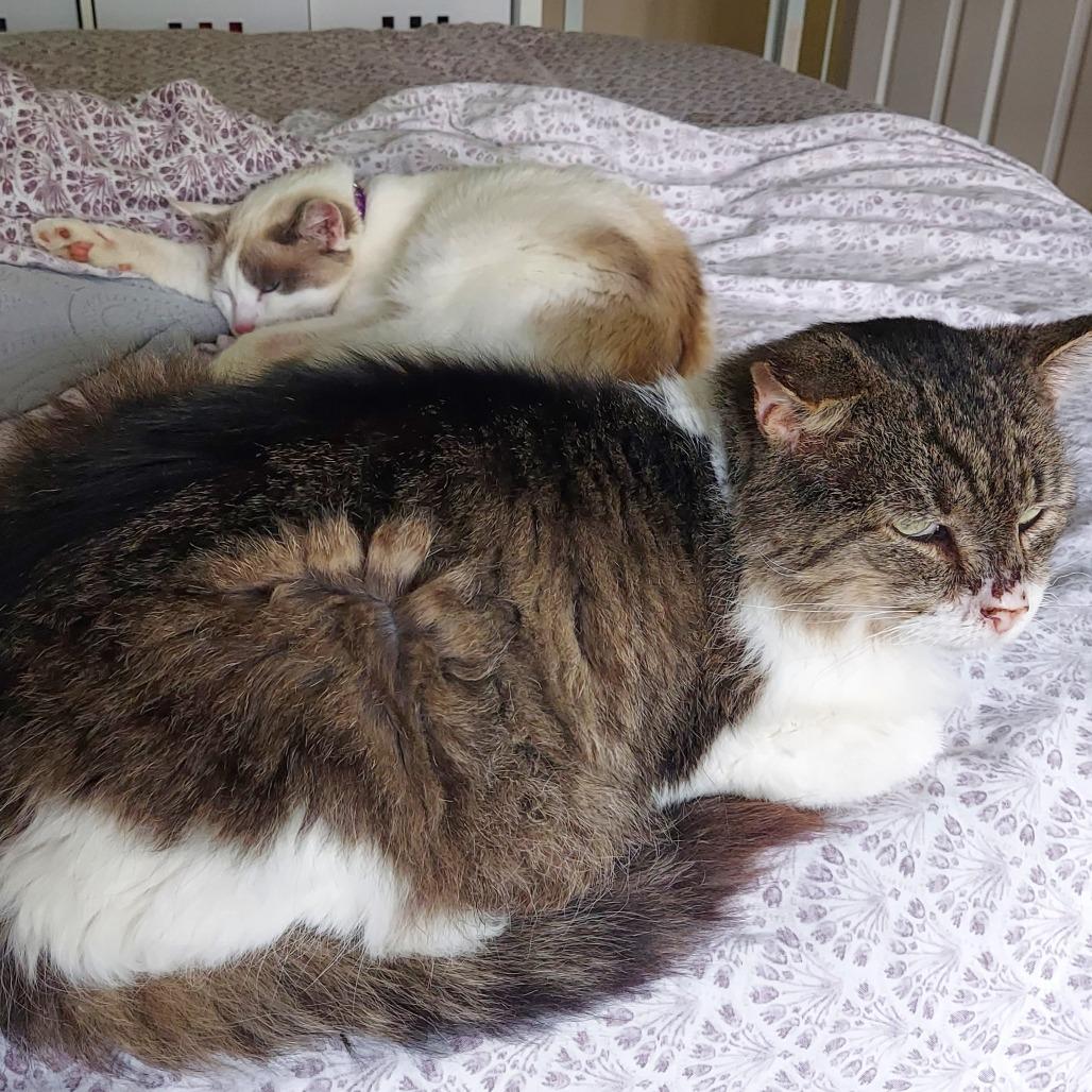 Bonk, a Adoptable Domestic Short Hair in Philadelphia, PA image 5/5
