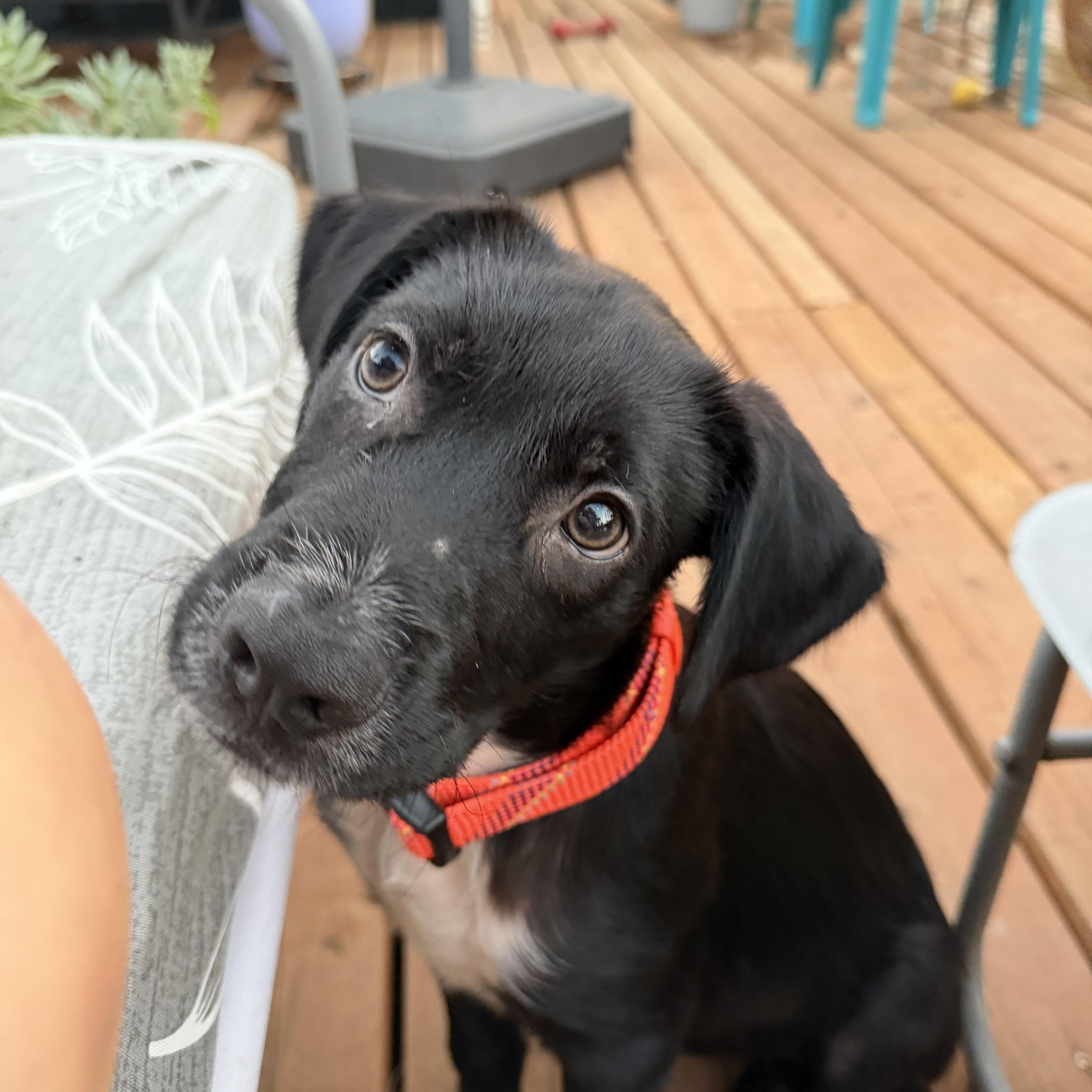 Spumoni, ADOPTABLE, Puppy Male Collie.