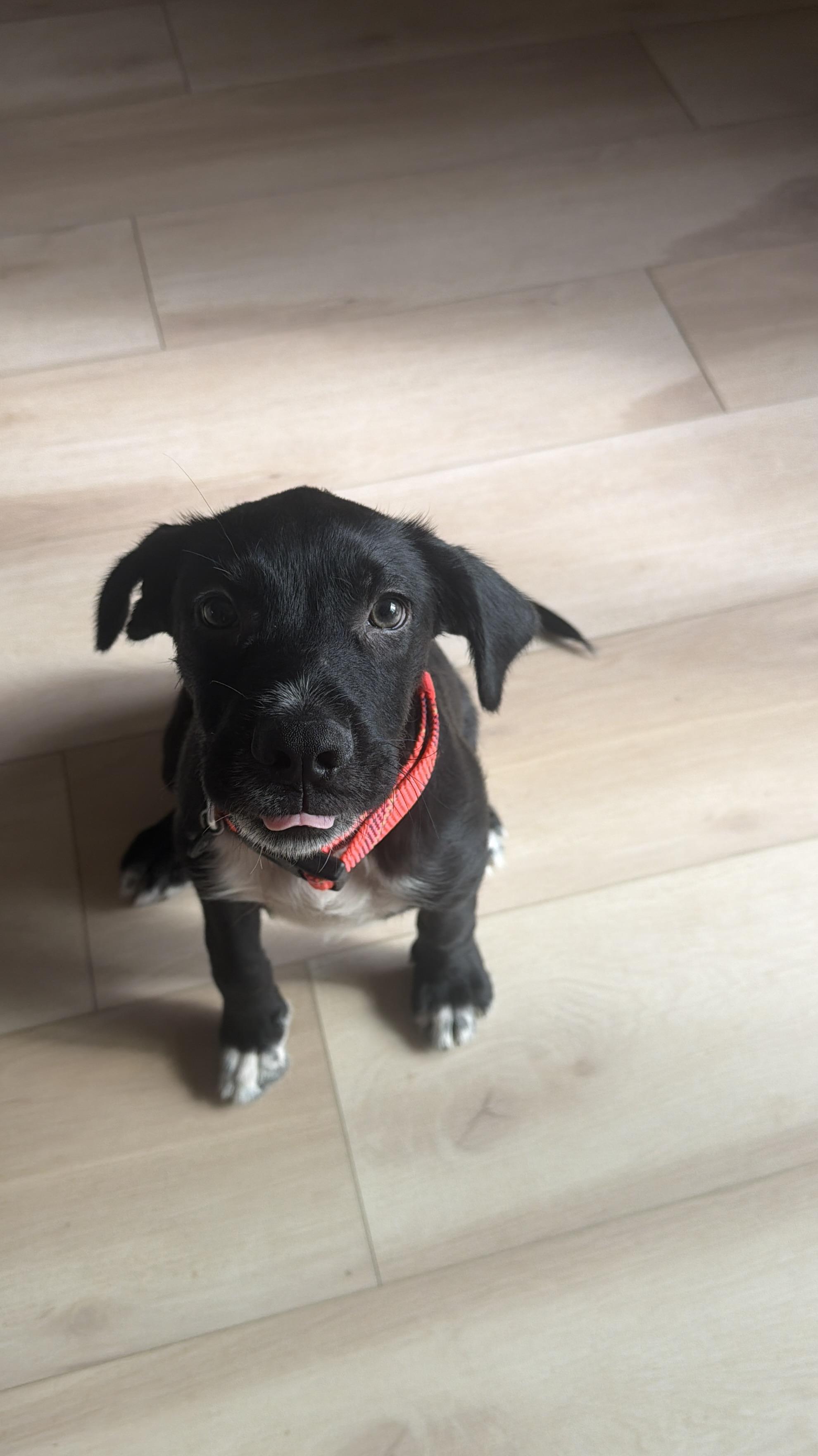 Enlarge Spumoni, a ADOPTABLE mixed breed in Eugene, OR image 3/5