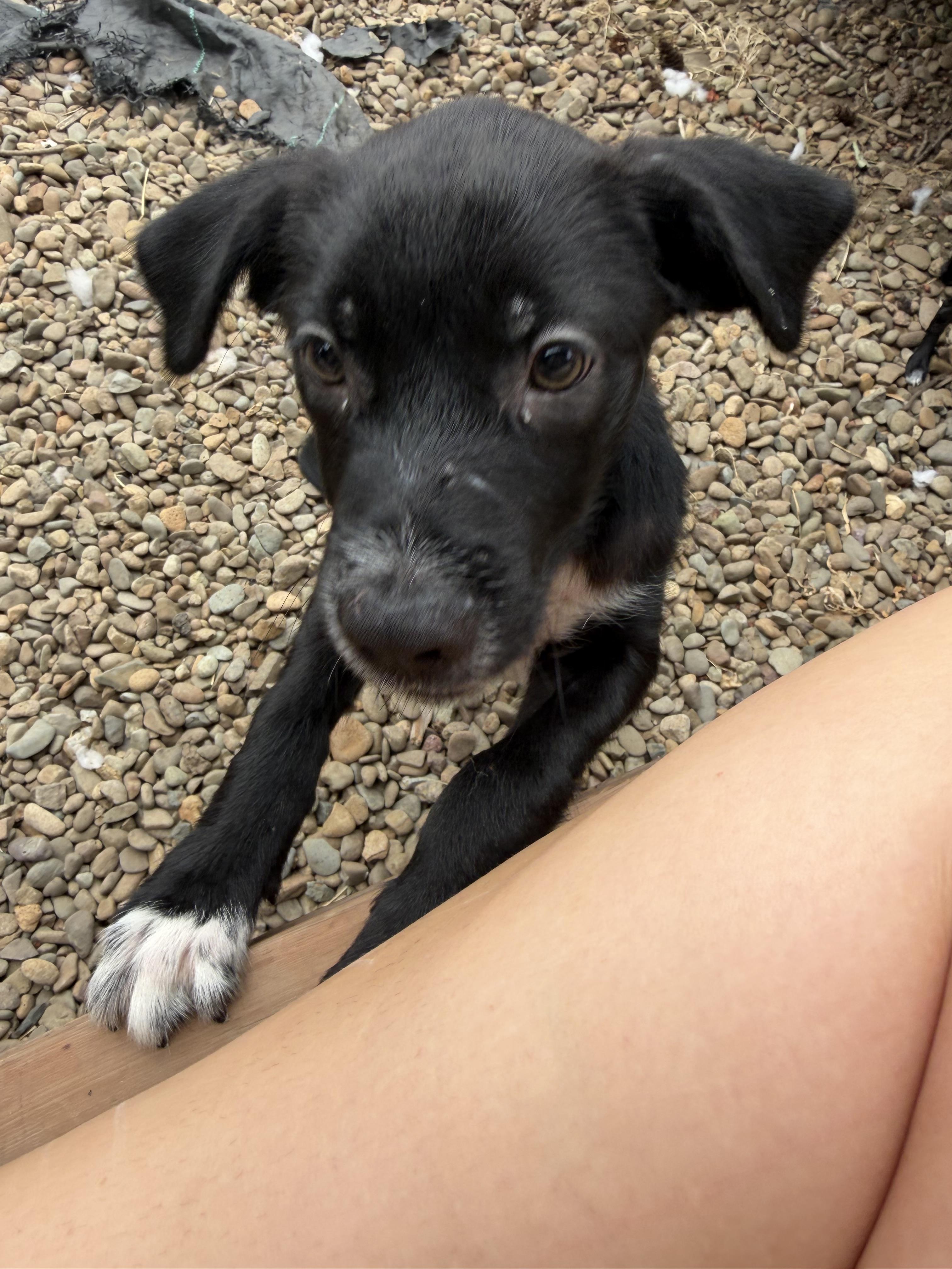 Enlarge Spumoni, a ADOPTABLE mixed breed in Eugene, OR image 4/5
