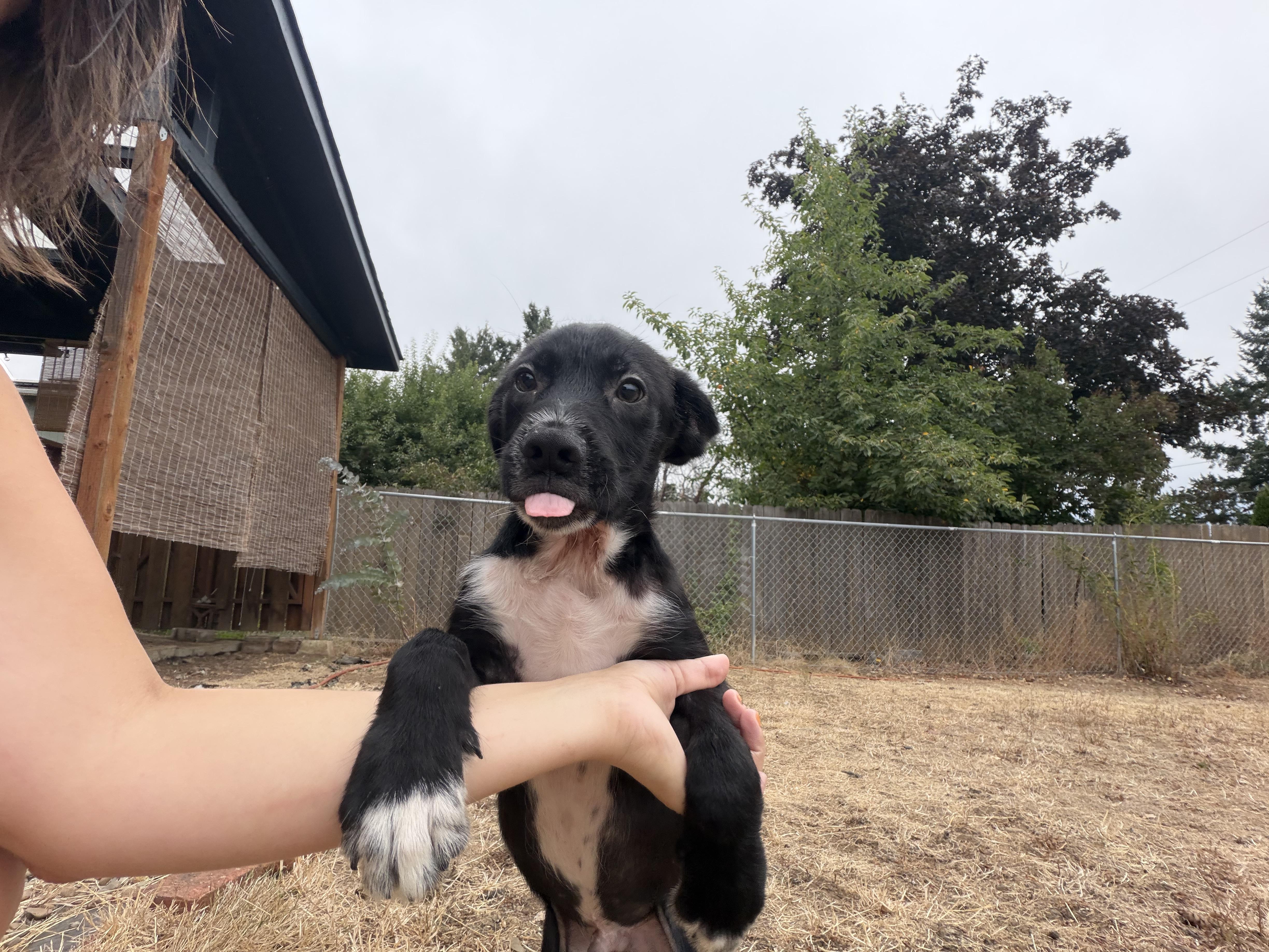 Enlarge Spumoni, a ADOPTABLE mixed breed in Eugene, OR image 5/5