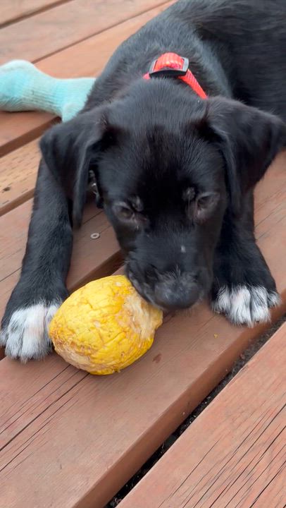 Enlarge Spumoni, a ADOPTABLE mixed breed in Eugene, OR video 2/5