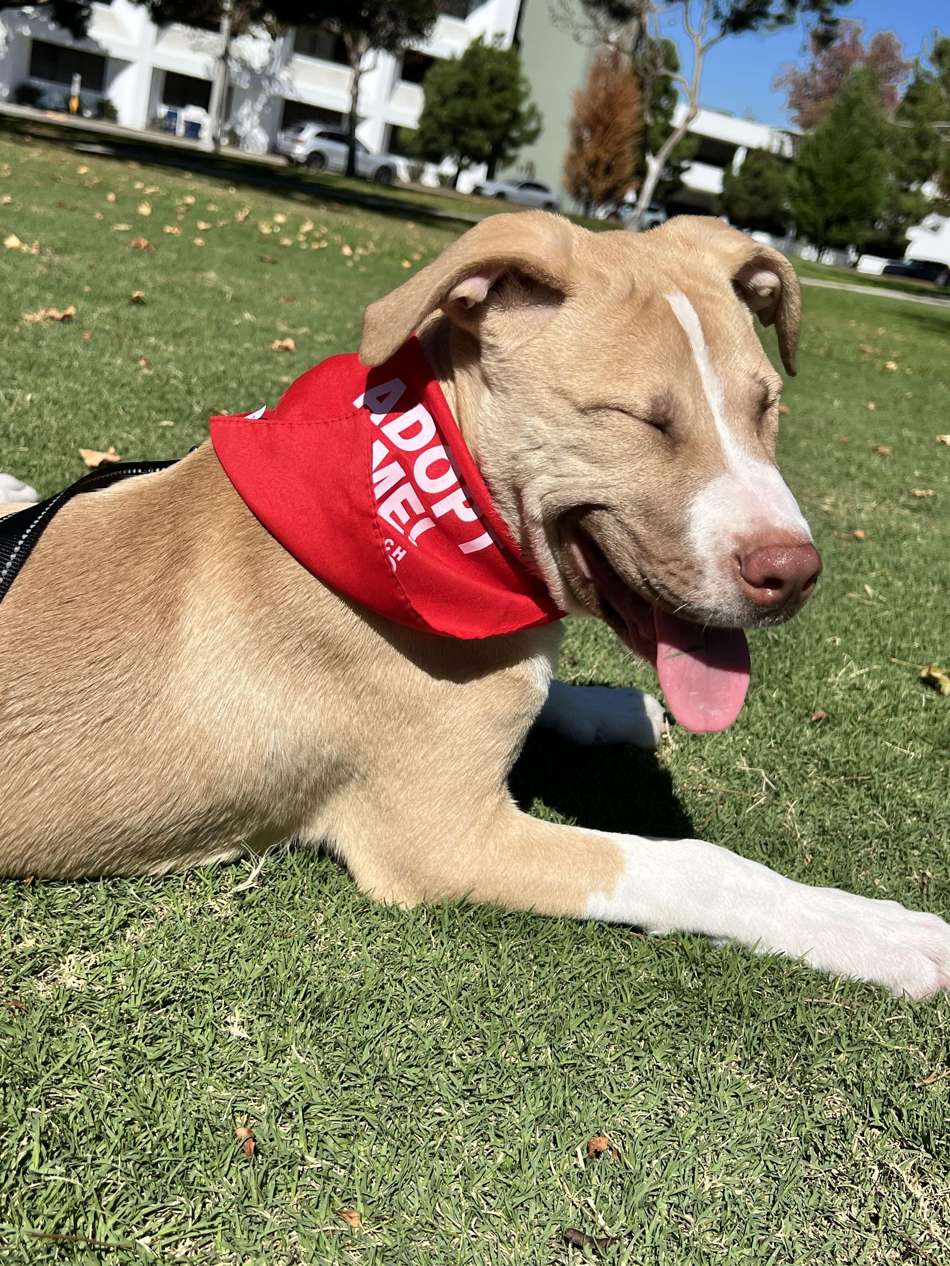 Enlarge Prince Louie, a Adopted Pit Bull Terrier in Los Angeles, CA image 1/4