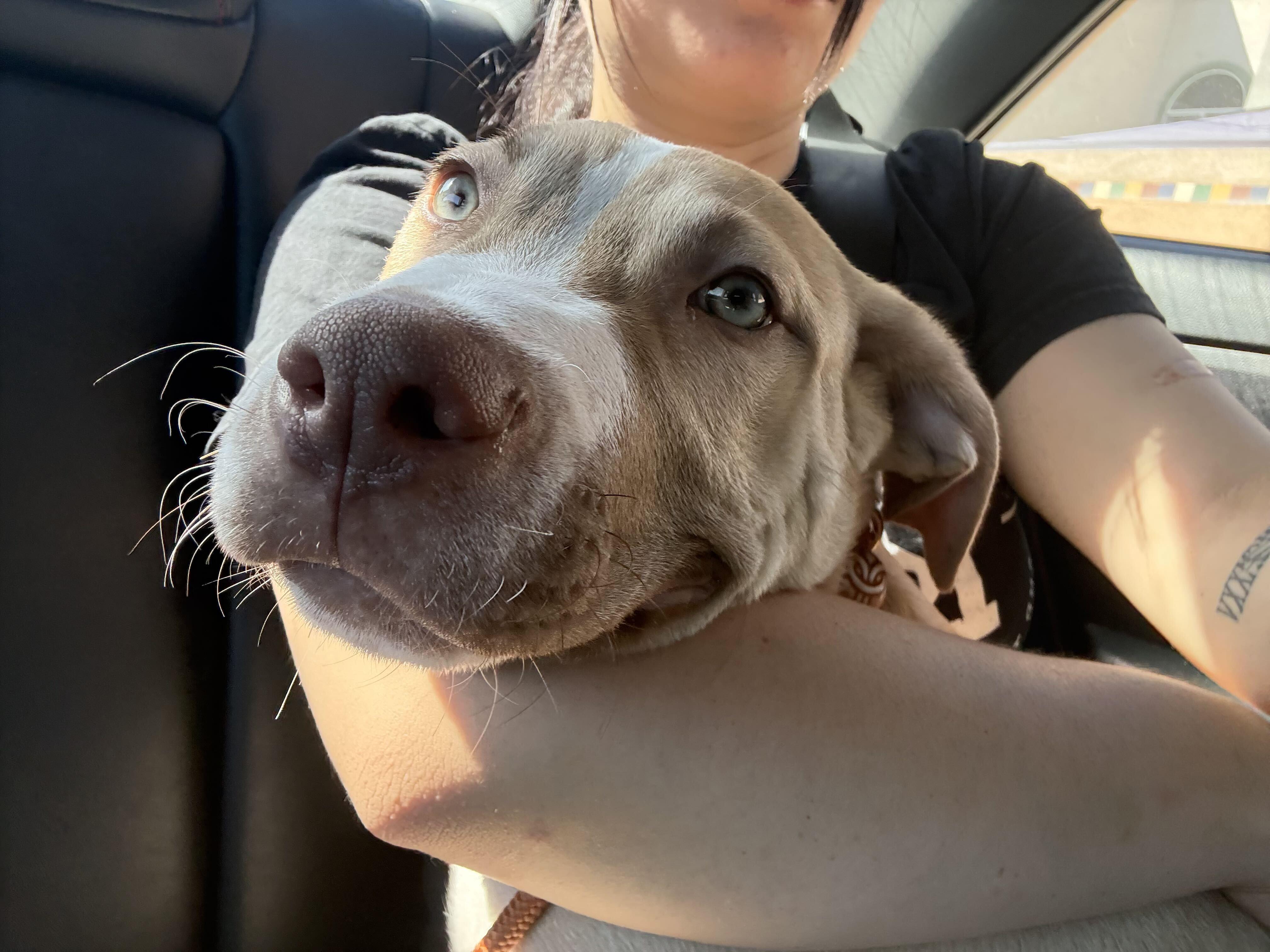 Enlarge Prince Louie, a Adopted Pit Bull Terrier in Los Angeles, CA image 2/4