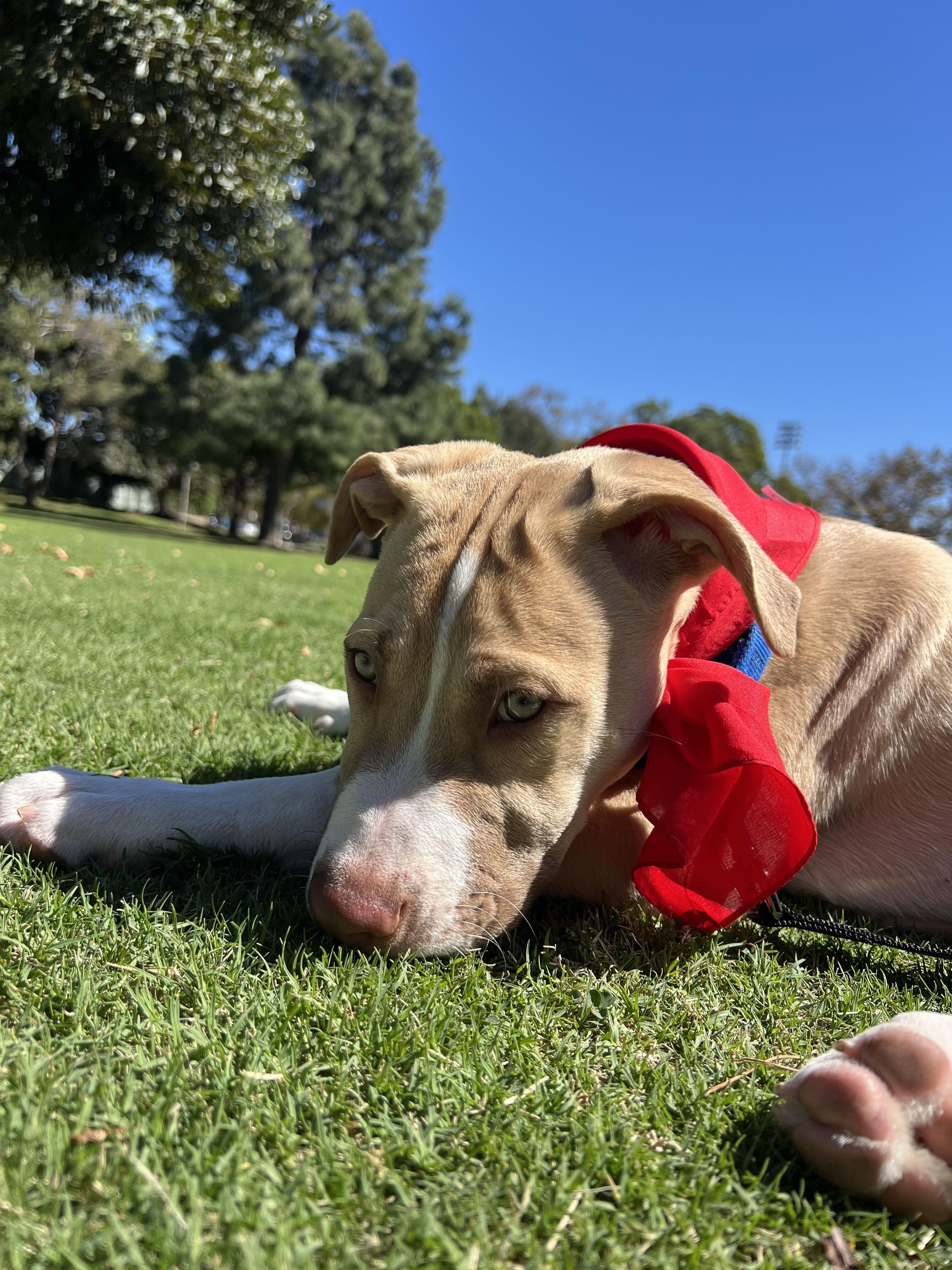 Enlarge Prince Louie, a Adopted Pit Bull Terrier in Los Angeles, CA image 3/4