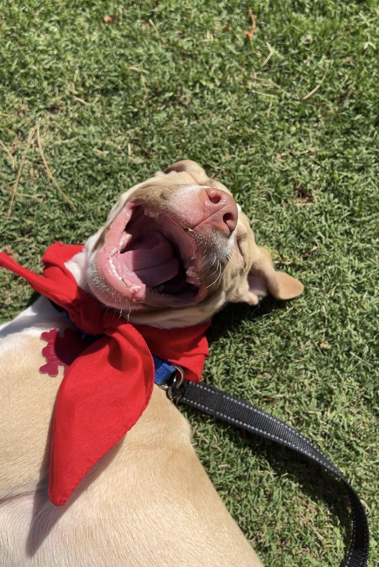 Enlarge Prince Louie, a Adopted Pit Bull Terrier in Los Angeles, CA image 4/4