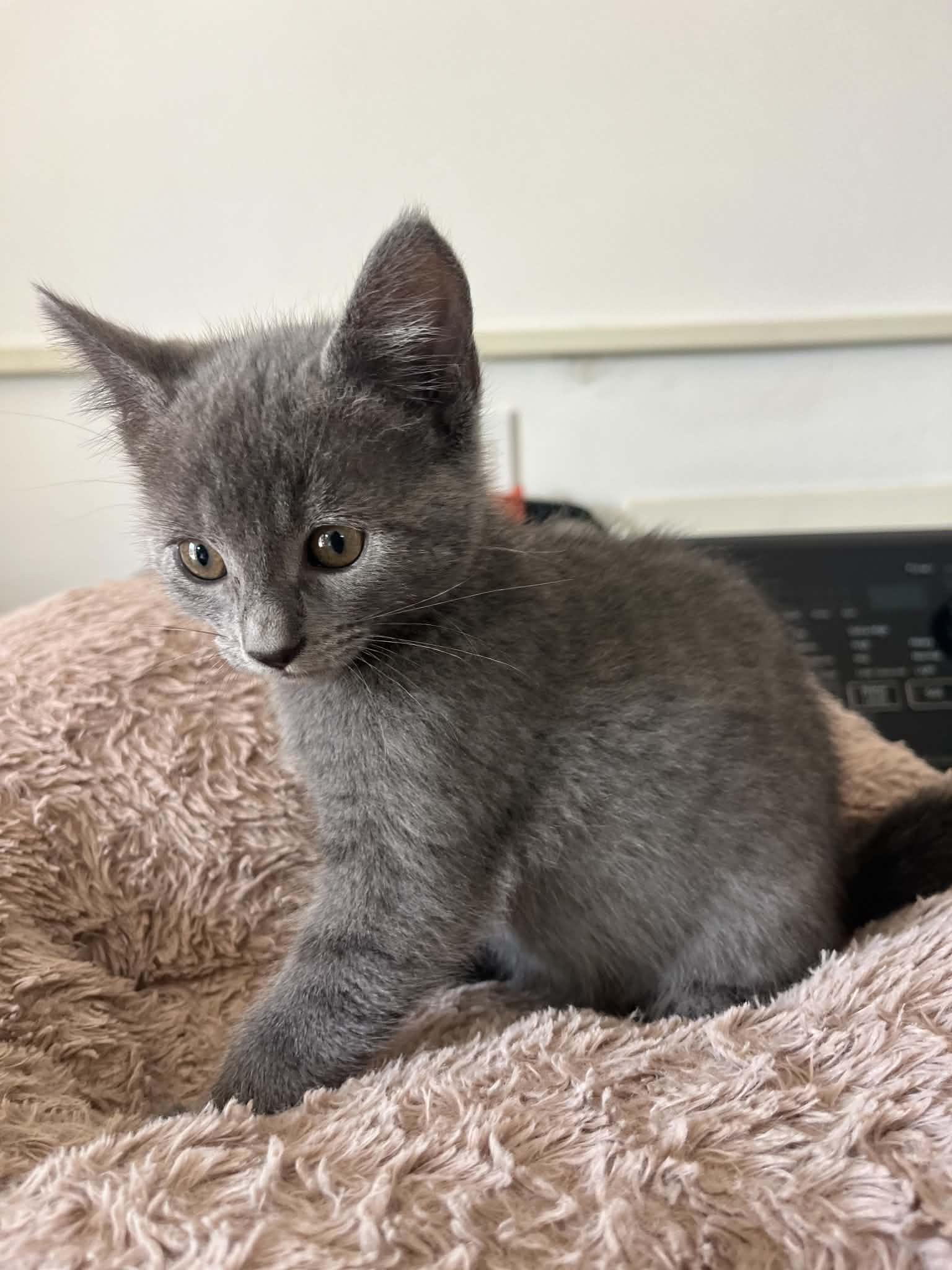 Enlarge Devious, an adopted mixed breed in Poway, CA image 4/4