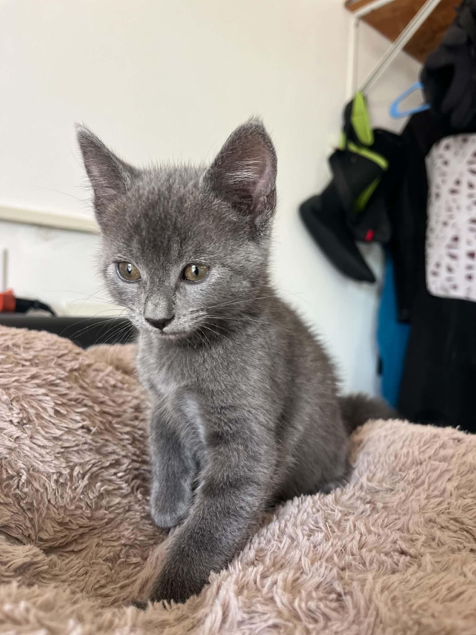 Enlarge Devious, an adopted mixed breed in Poway, CA image 2/4