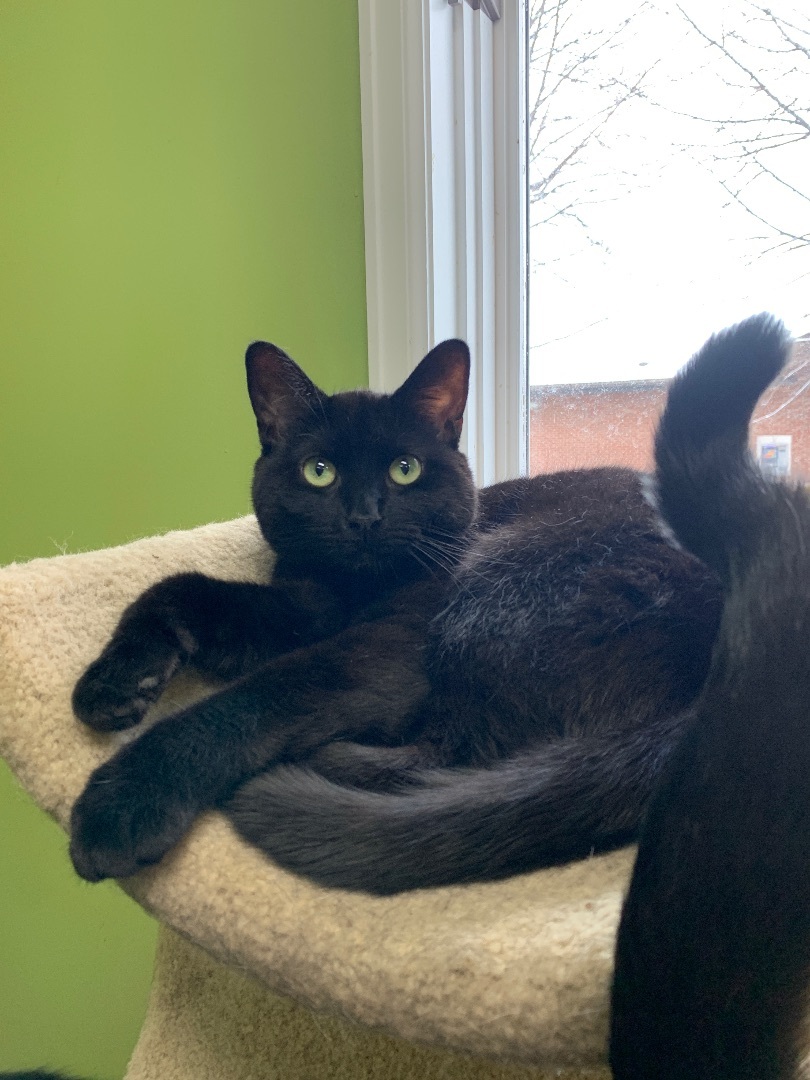 Meadow , an adoptable Domestic Short Hair Mix in Toledo, OH_image-1