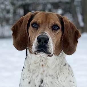 Hunter, a Adoptable mixed breed in Charles Town, WV image 1/6