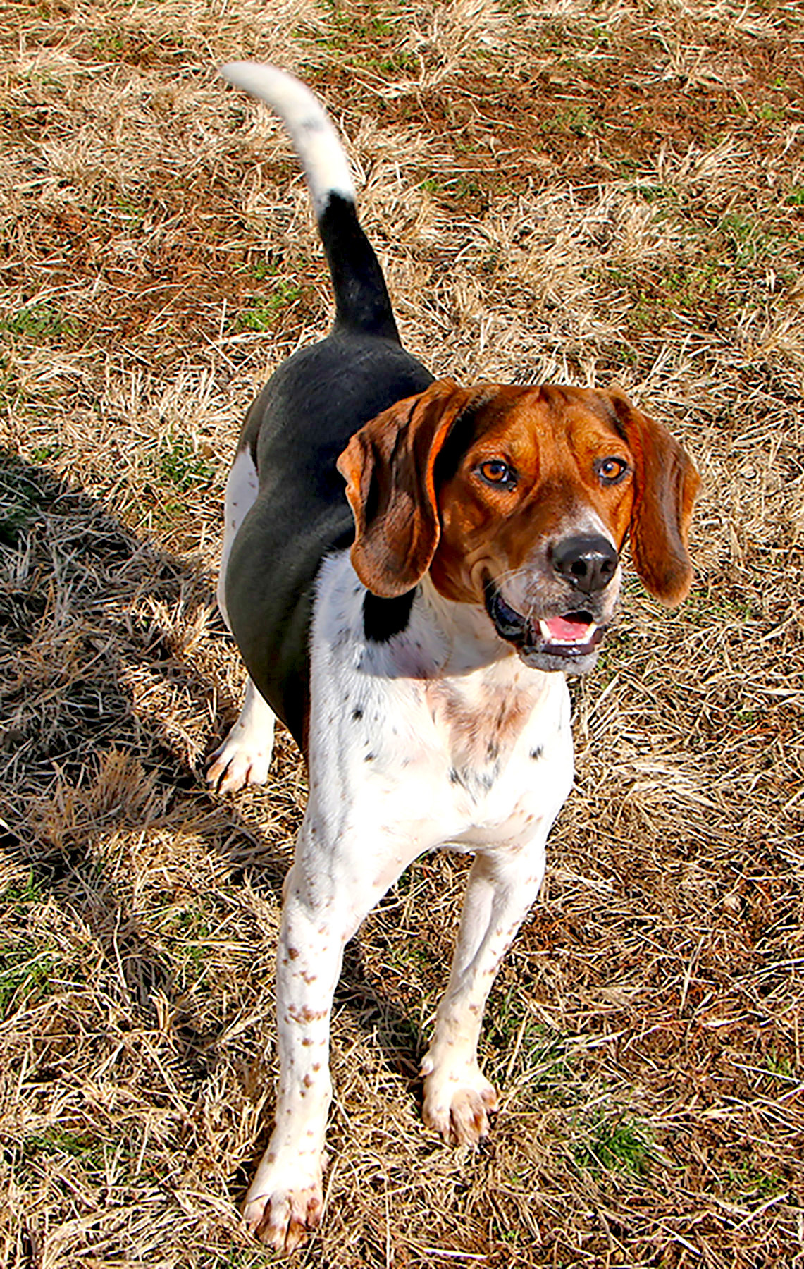Hunter, a Adoptable mixed breed in Charles Town, WV image 5/6