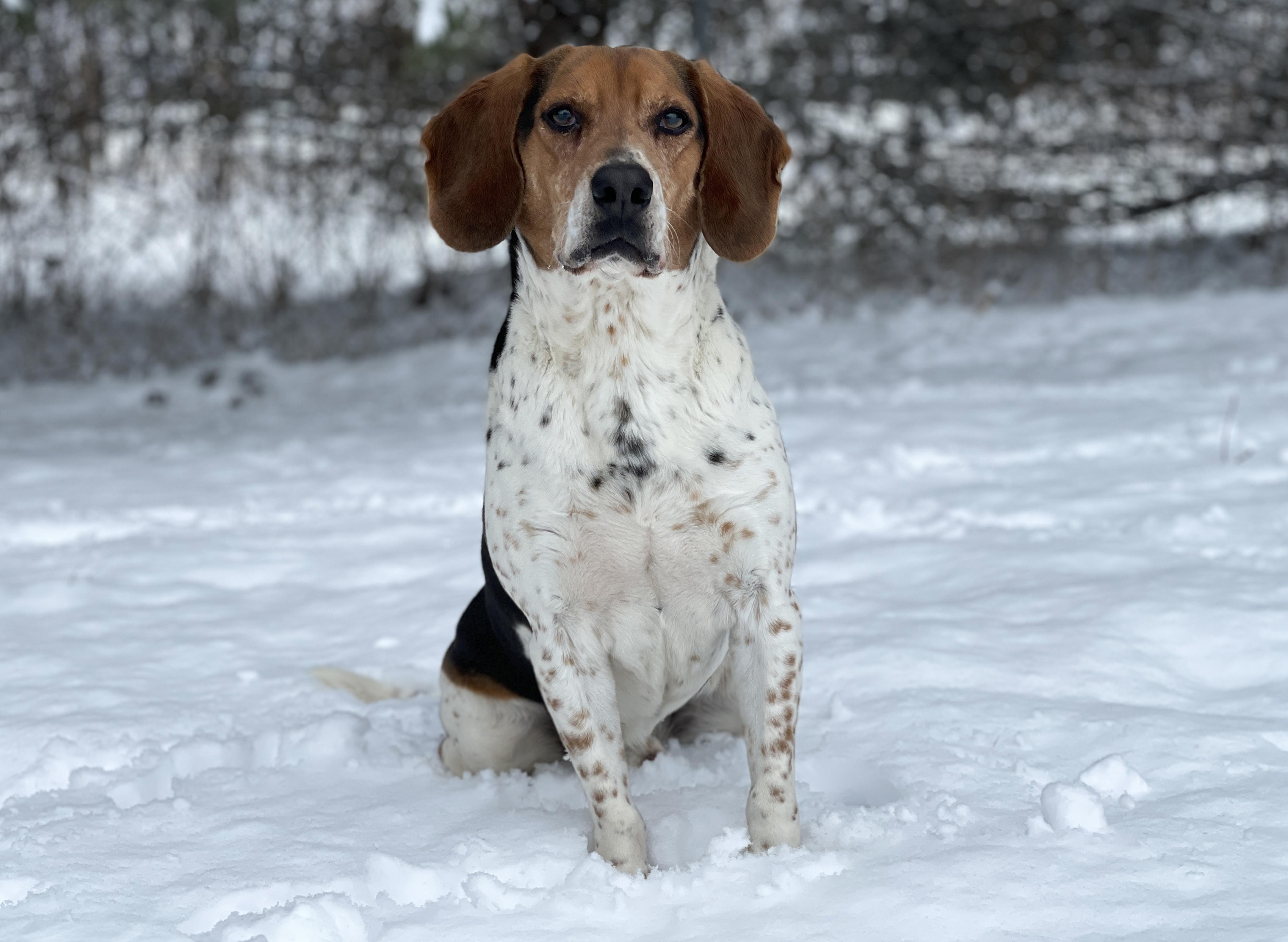 Hunter, a Adoptable mixed breed in Charles Town, WV image 2/6