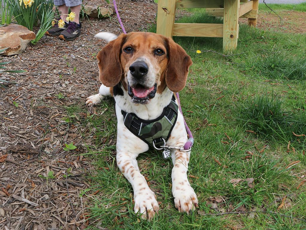 Hunter, a Adoptable mixed breed in Charles Town, WV image 5/6
