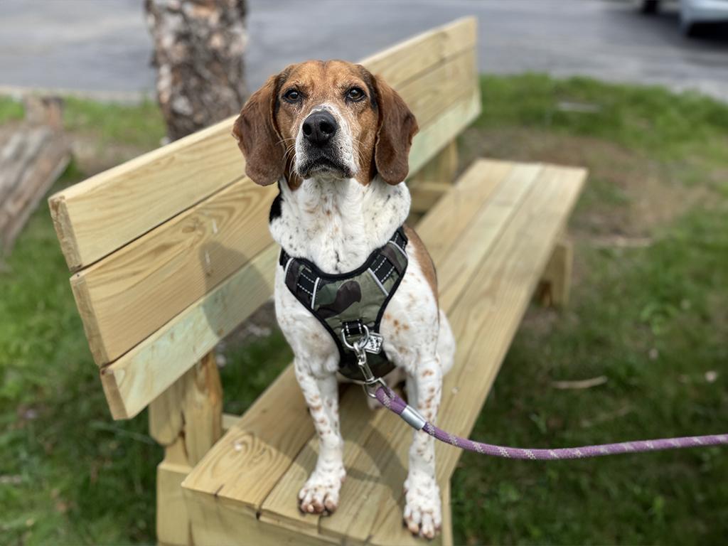 Hunter, a Adoptable mixed breed in Charles Town, WV image 4/6