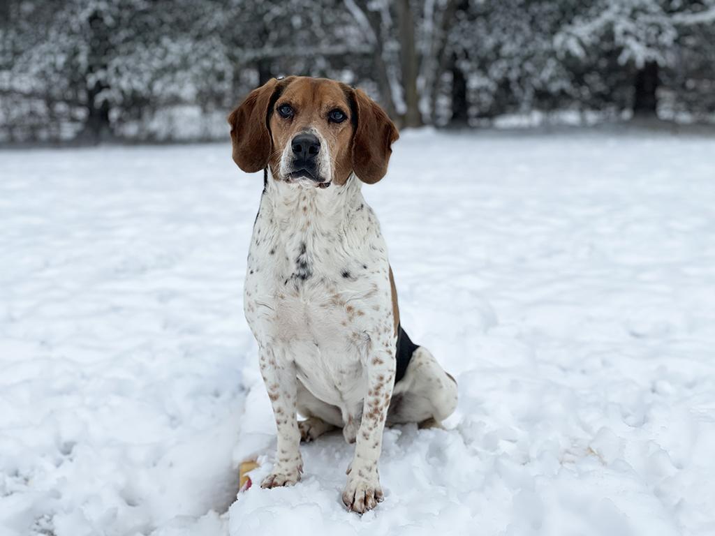 Hunter, a Adoptable mixed breed in Charles Town, WV image 3/6