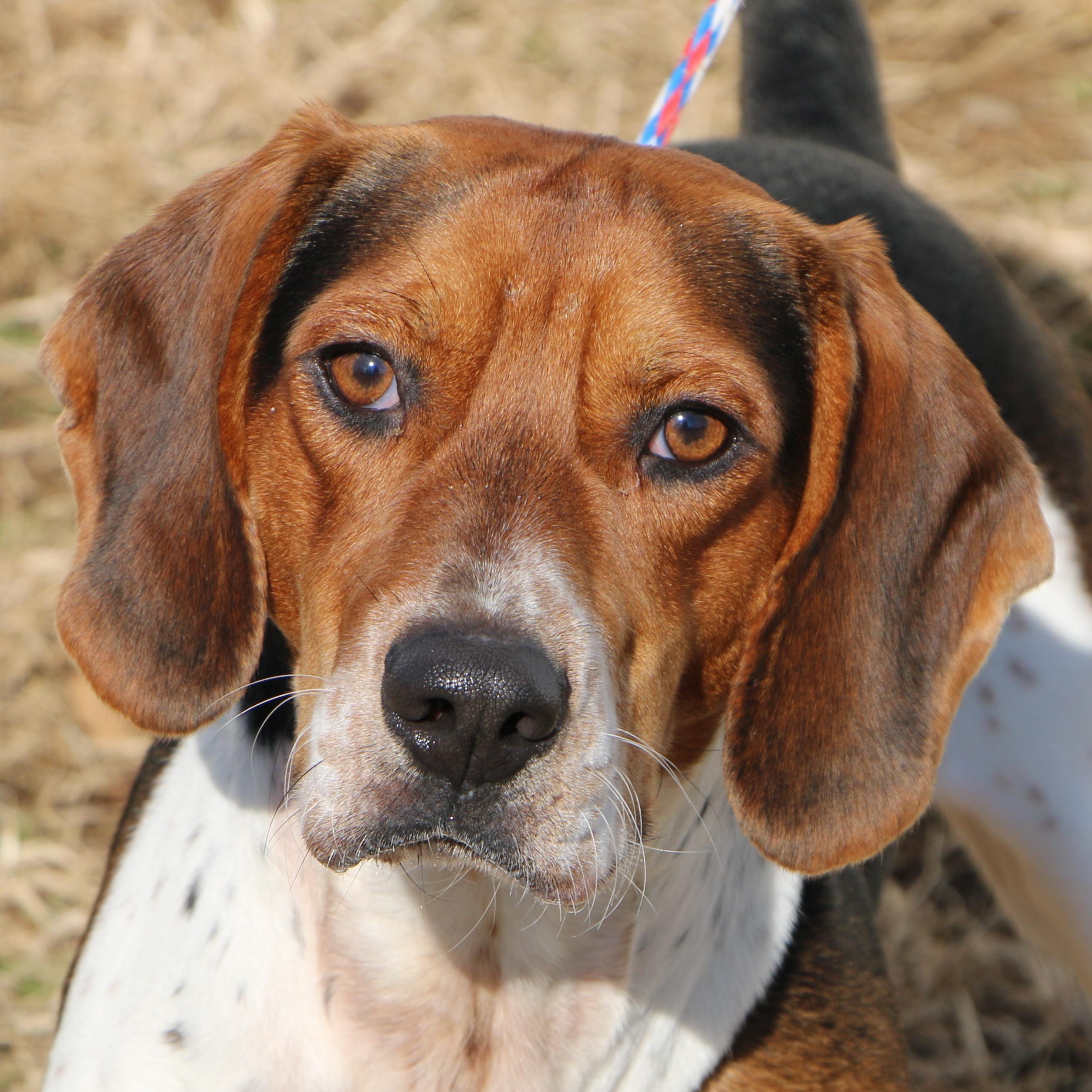 Hunter, a Adoptable mixed breed in Charles Town, WV image 6/6