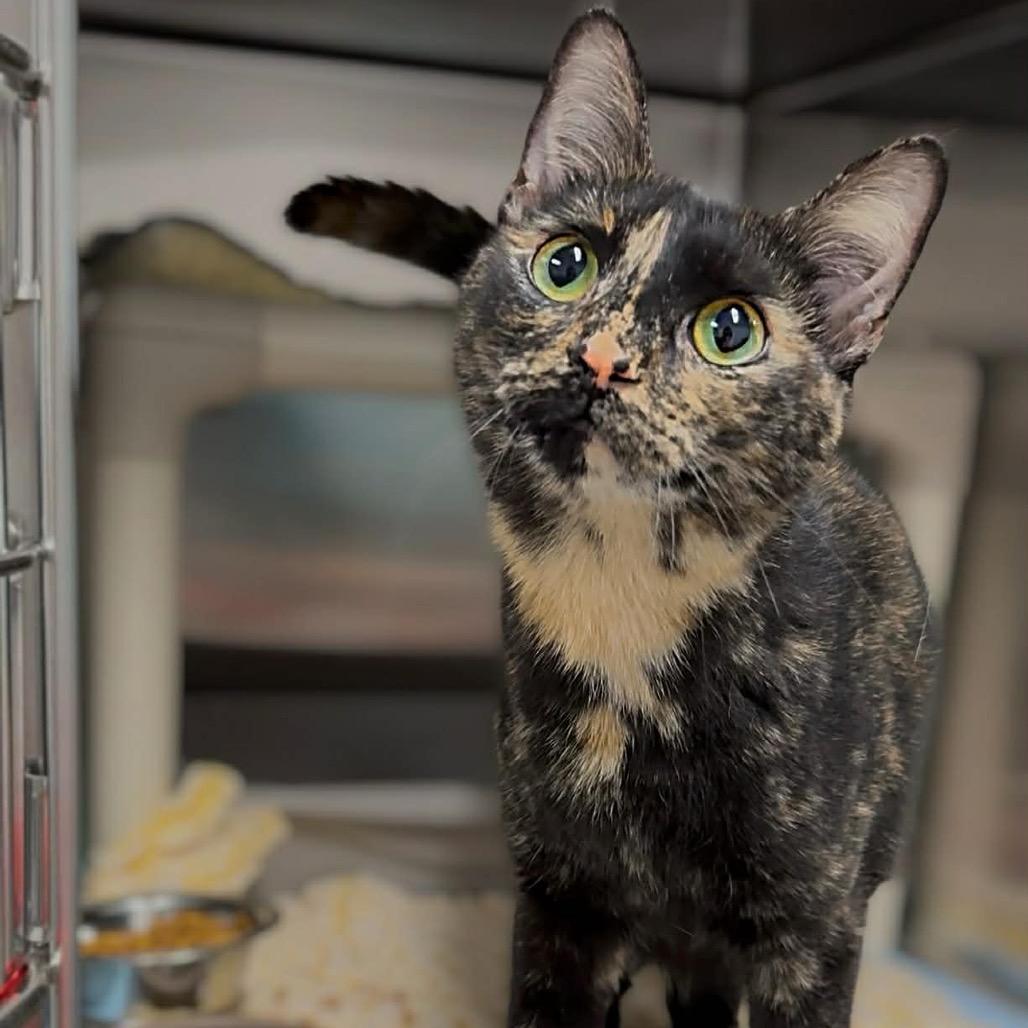 Enlarge Gretel, a Adoptable Domestic Medium Hair in Walnut Cove, NC image 1/6
