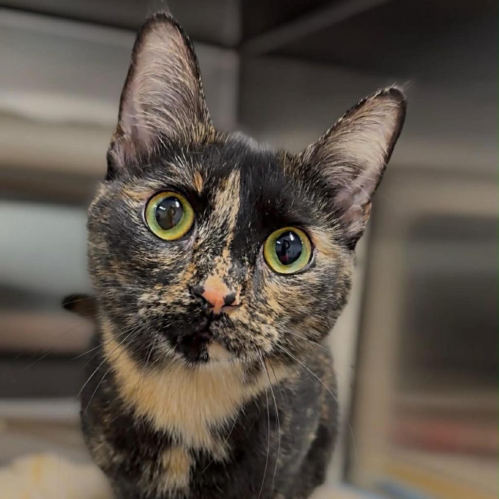 Enlarge Gretel, a Adoptable Domestic Medium Hair in Walnut Cove, NC image 2/6