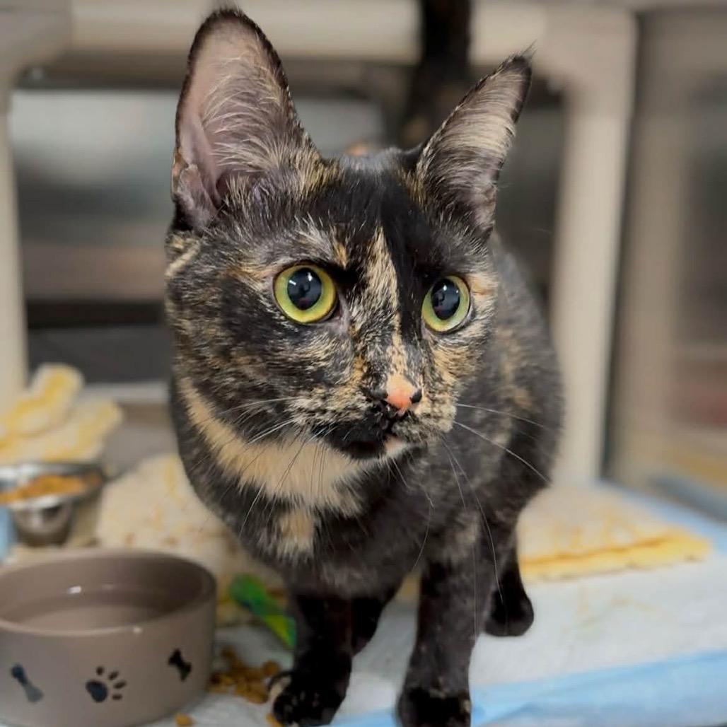 Enlarge Gretel, a Adoptable Domestic Medium Hair in Walnut Cove, NC image 3/6