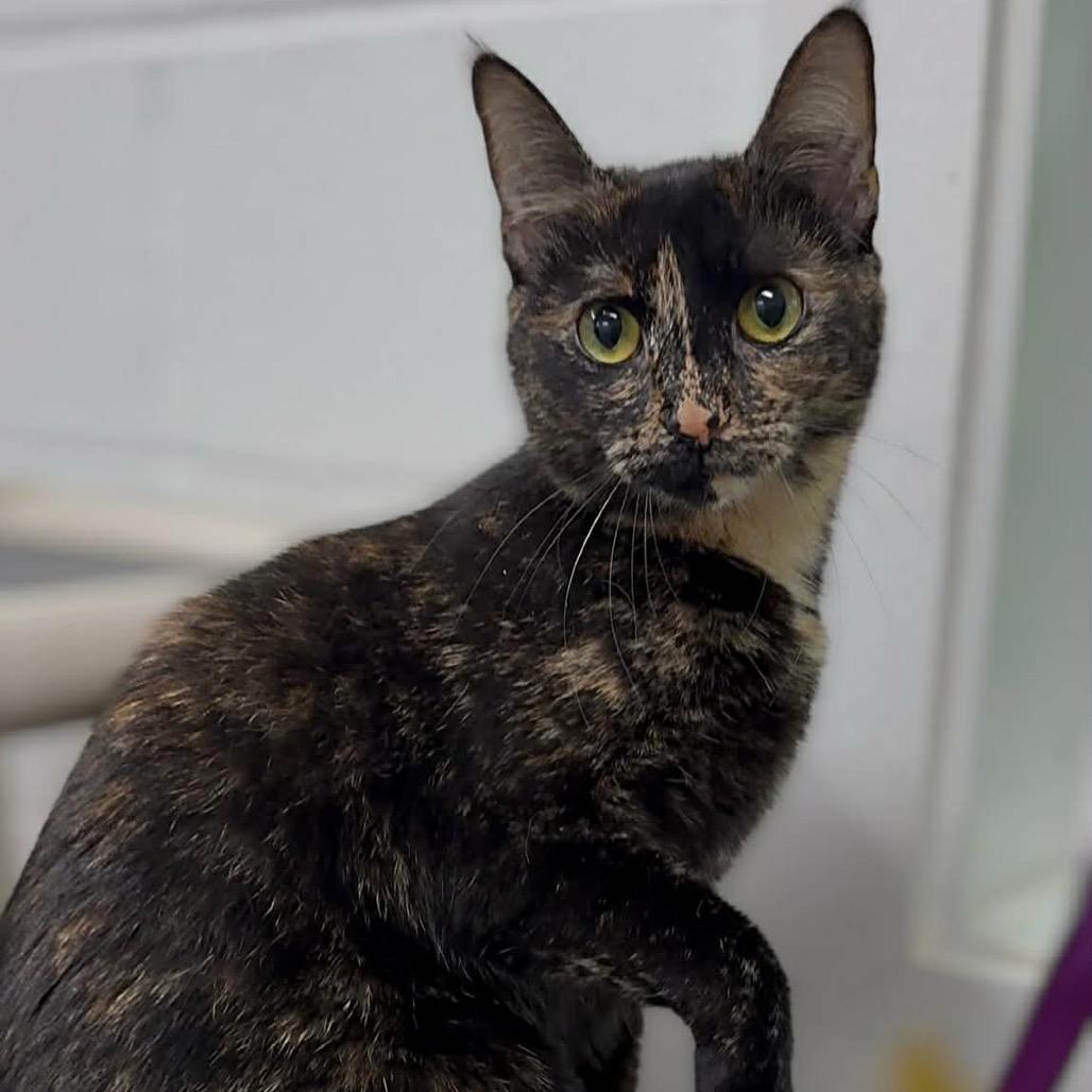 Enlarge Gretel, a Adoptable Domestic Medium Hair in Walnut Cove, NC image 4/6