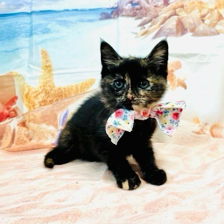 Enlarge Gretel, a Adoptable Domestic Medium Hair in Walnut Cove, NC image 5/6