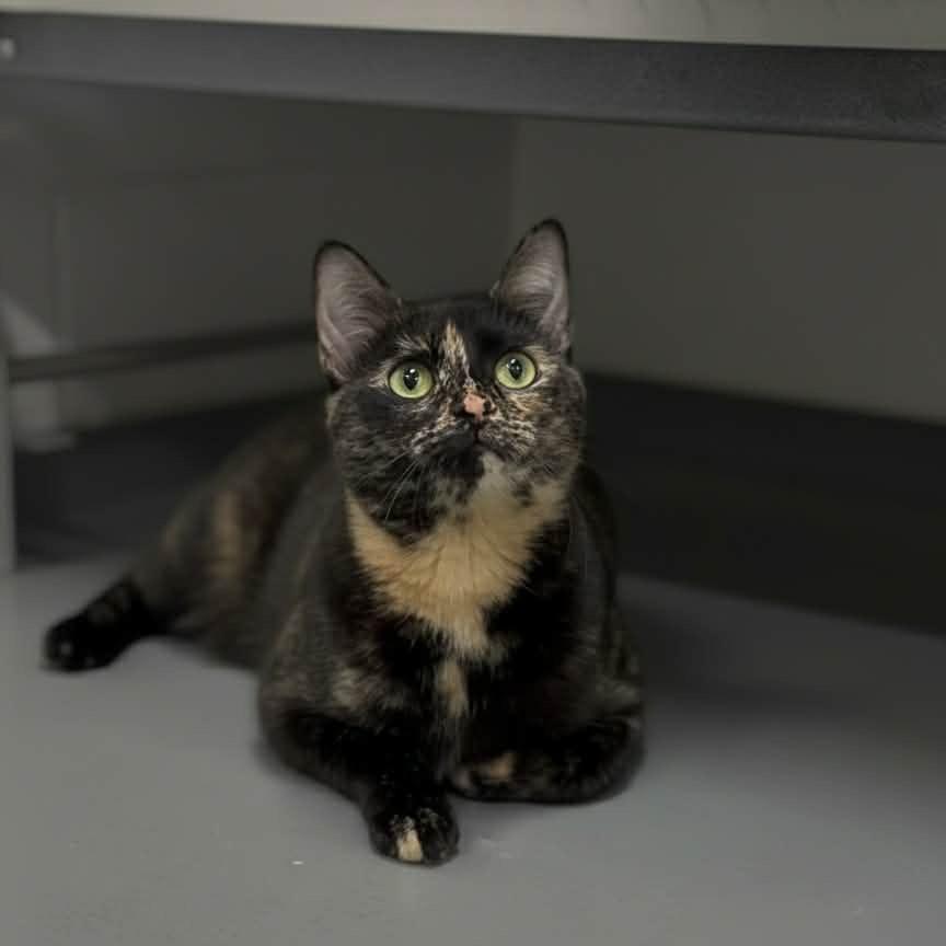 Enlarge Gretel, a Adoptable Domestic Medium Hair in Walnut Cove, NC image 6/6