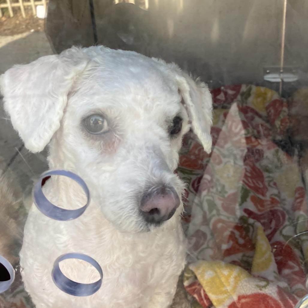 Tangyuan, Adoptable, Adult Male Poodle & Bichon Frise.