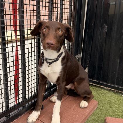 Red, Adoptable, Adult Male Border Collie & Mixed Breed.