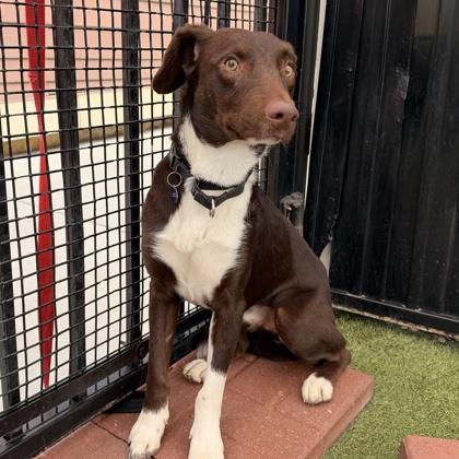 Enlarge Red, a Adoptable mixed breed in Merriam, KS image 2/3