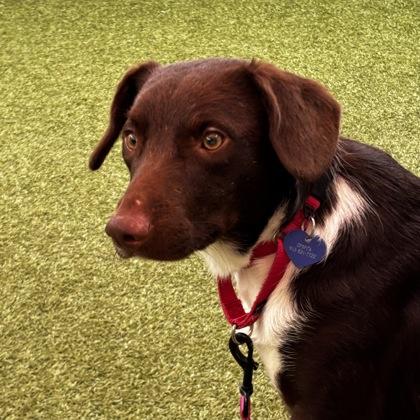 Enlarge Red, a Adoptable mixed breed in Merriam, KS image 3/3