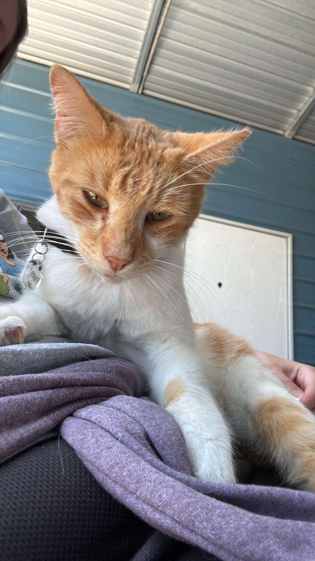 Pierre, Adoptable, Young Male Domestic Short Hair.