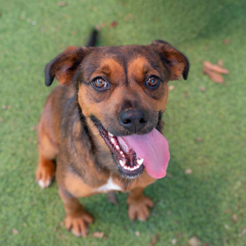 Flora, Adoptable, Young Female Terrier & Mixed Breed.