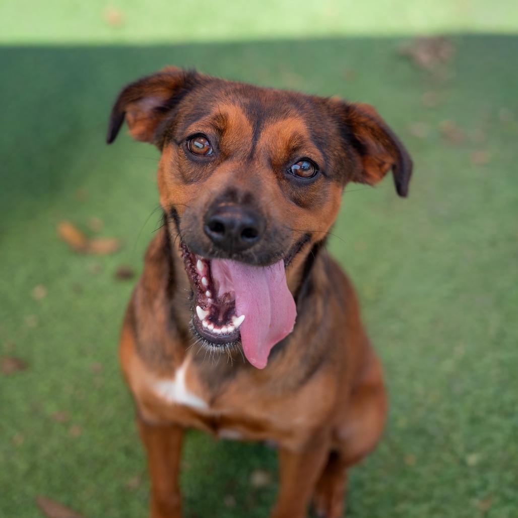 Flora, a Adoptable mixed breed in Gainesville, GA image 2/3