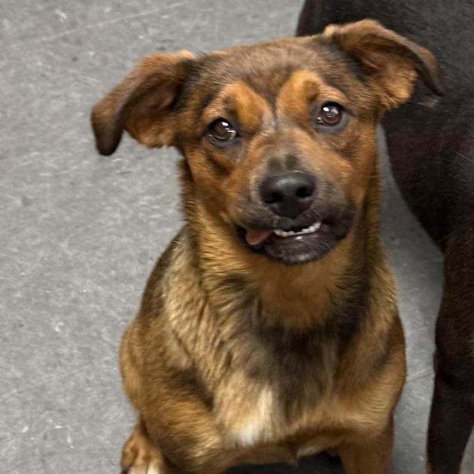 Flora, a Adoptable mixed breed in Gainesville, GA image 3/3