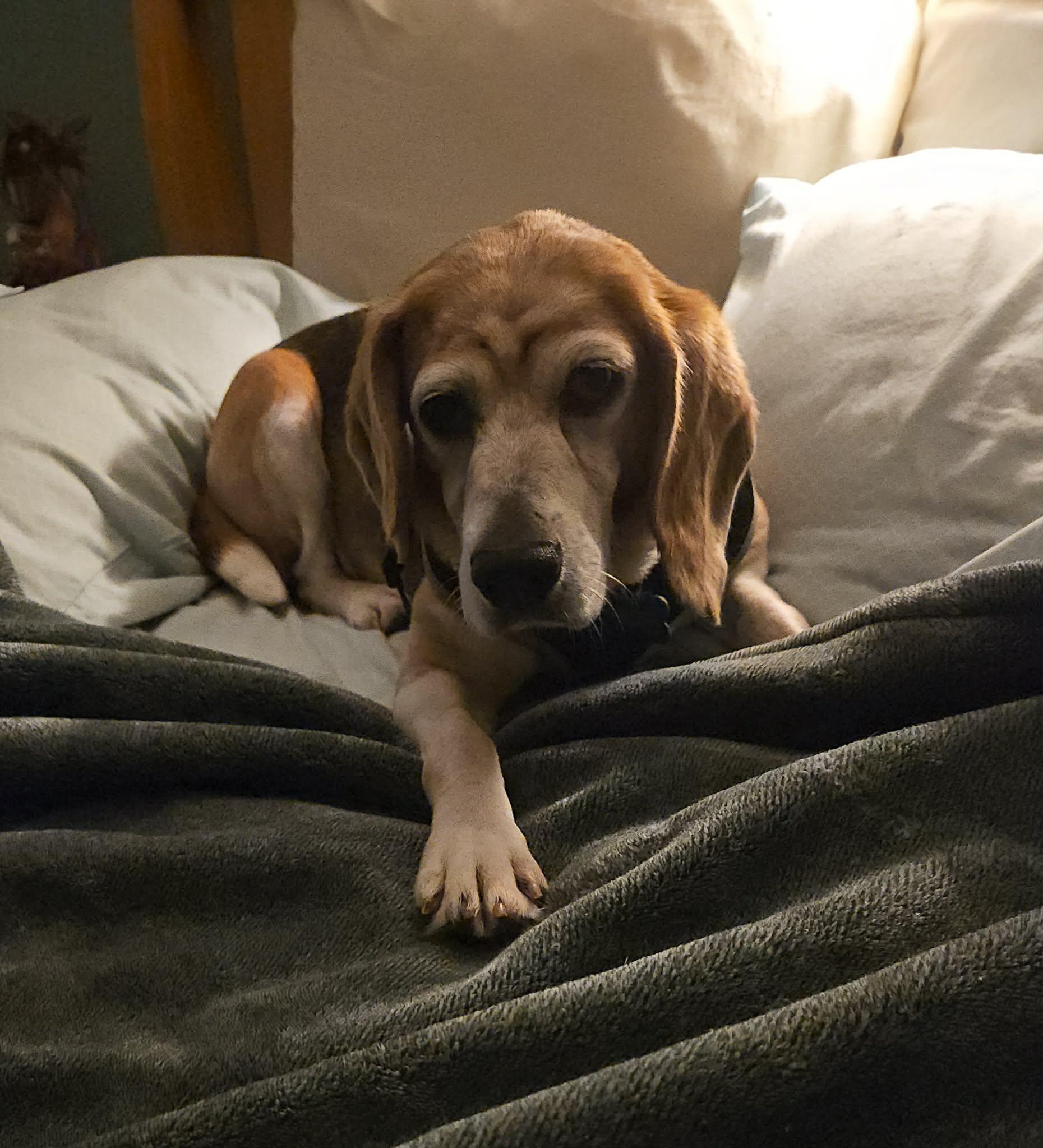 Enlarge Birdie, a Adoptable Beagle in Whitewater, WI image 3/6