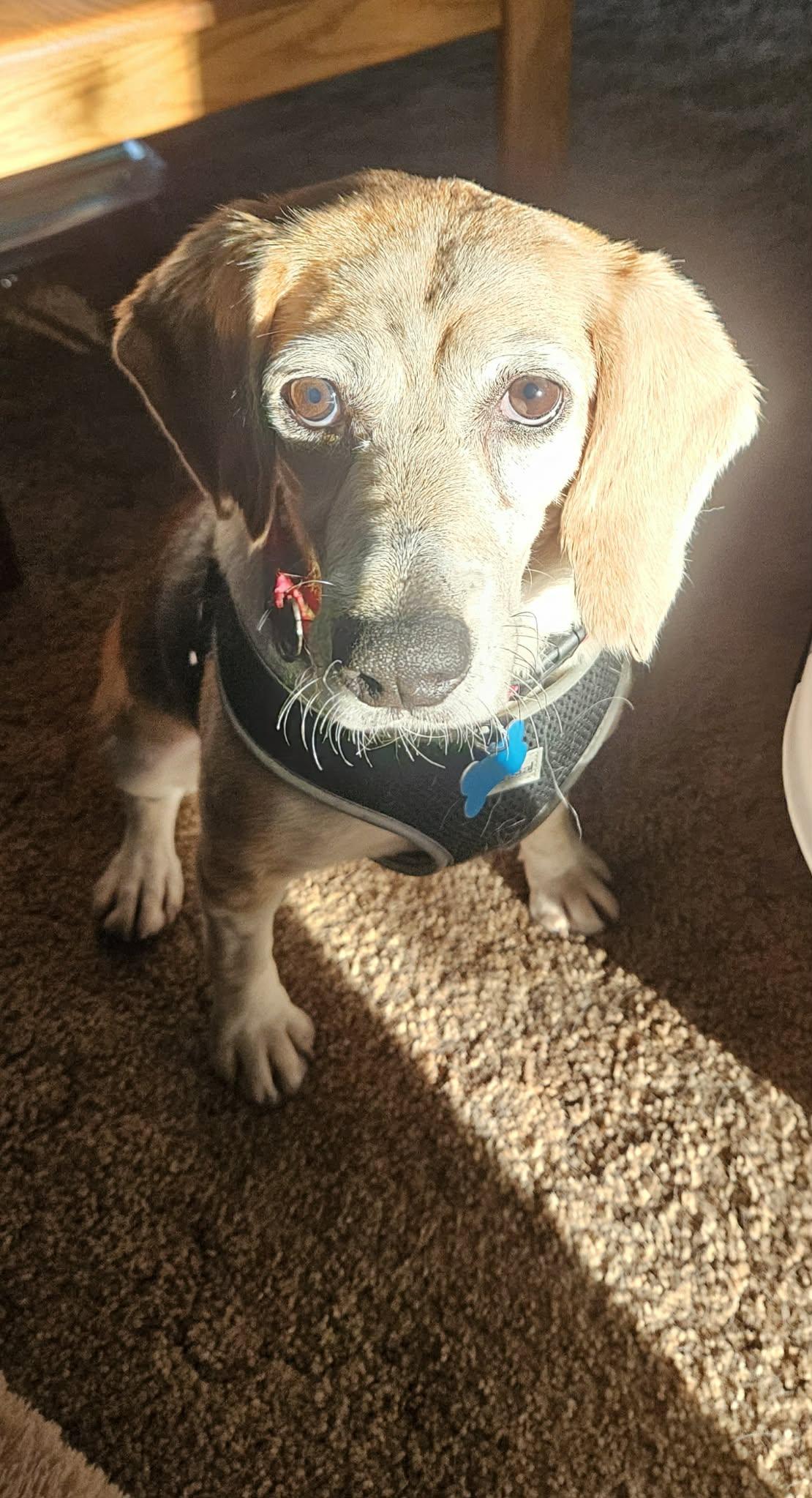 Birdie, Adoptable, Adult Female Beagle.