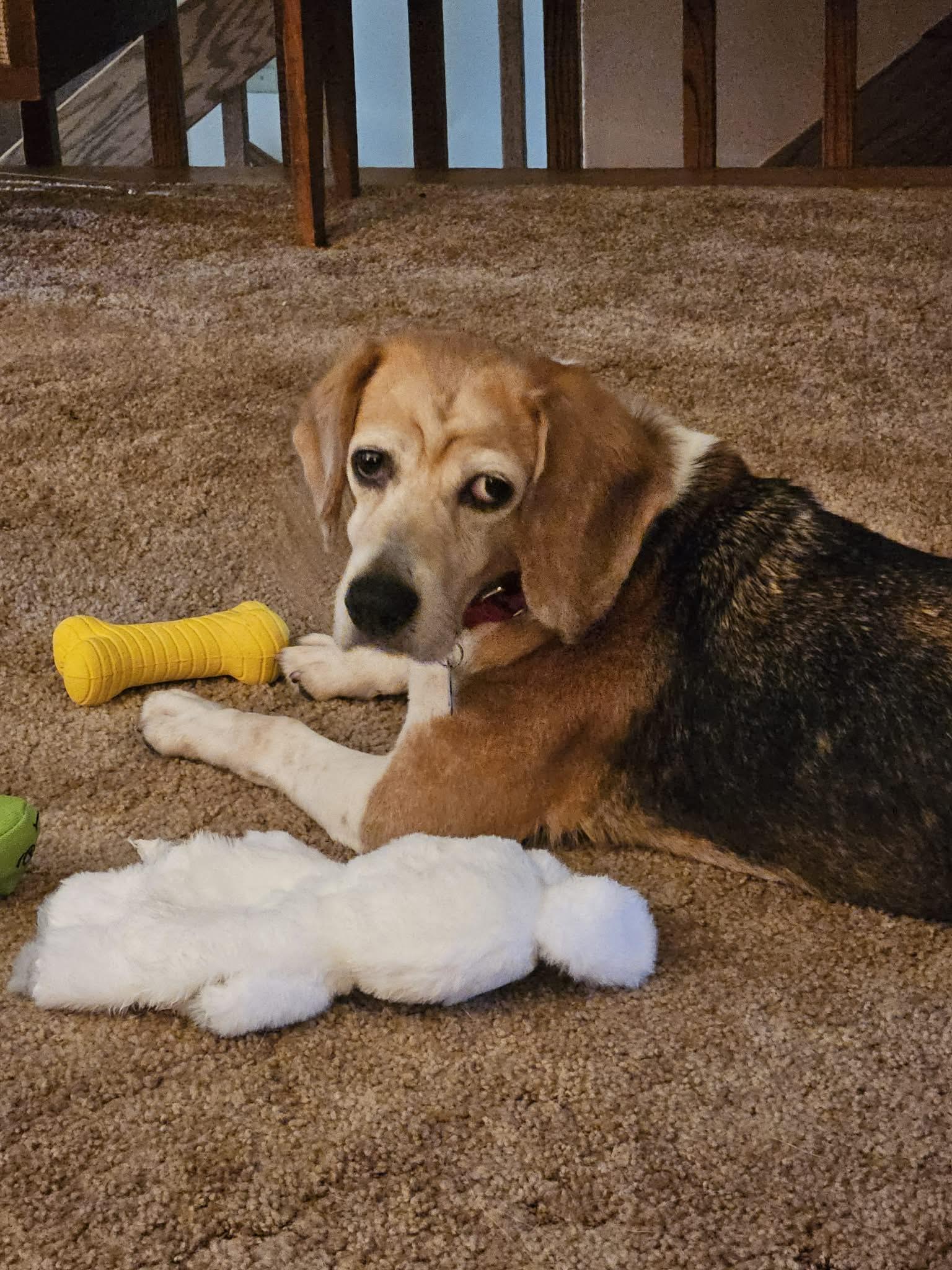 Birdie, ADOPTABLE, Adult Female Beagle.