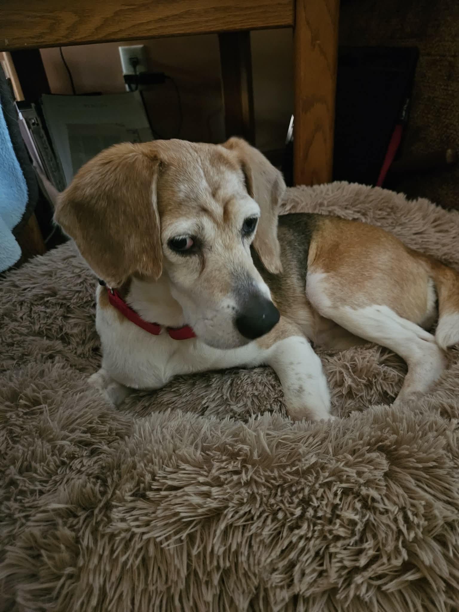 Enlarge Birdie, a ADOPTABLE Beagle in Whitewater, WI image 6/6