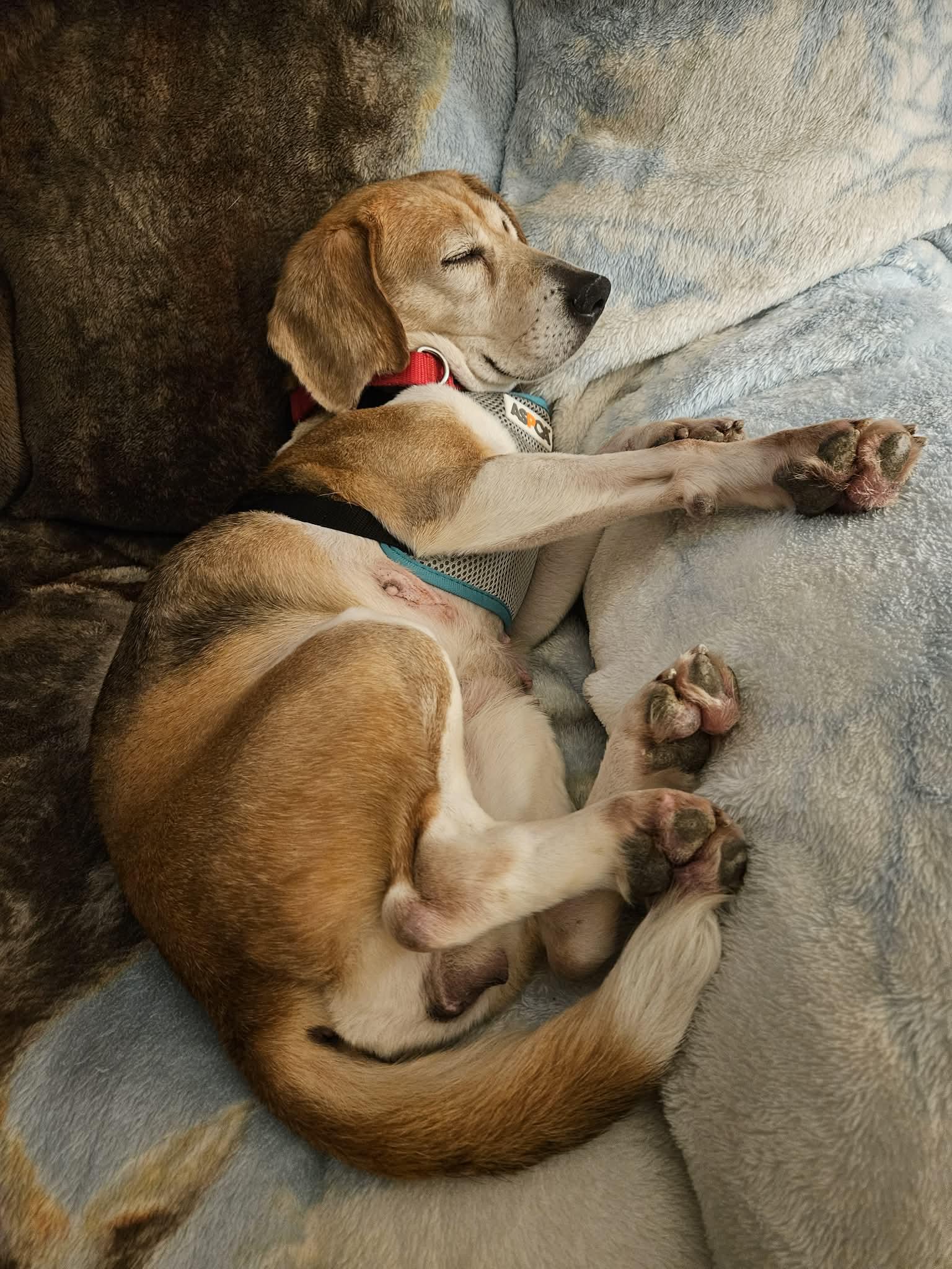 Enlarge Birdie, a ADOPTABLE Beagle in Whitewater, WI image 4/6