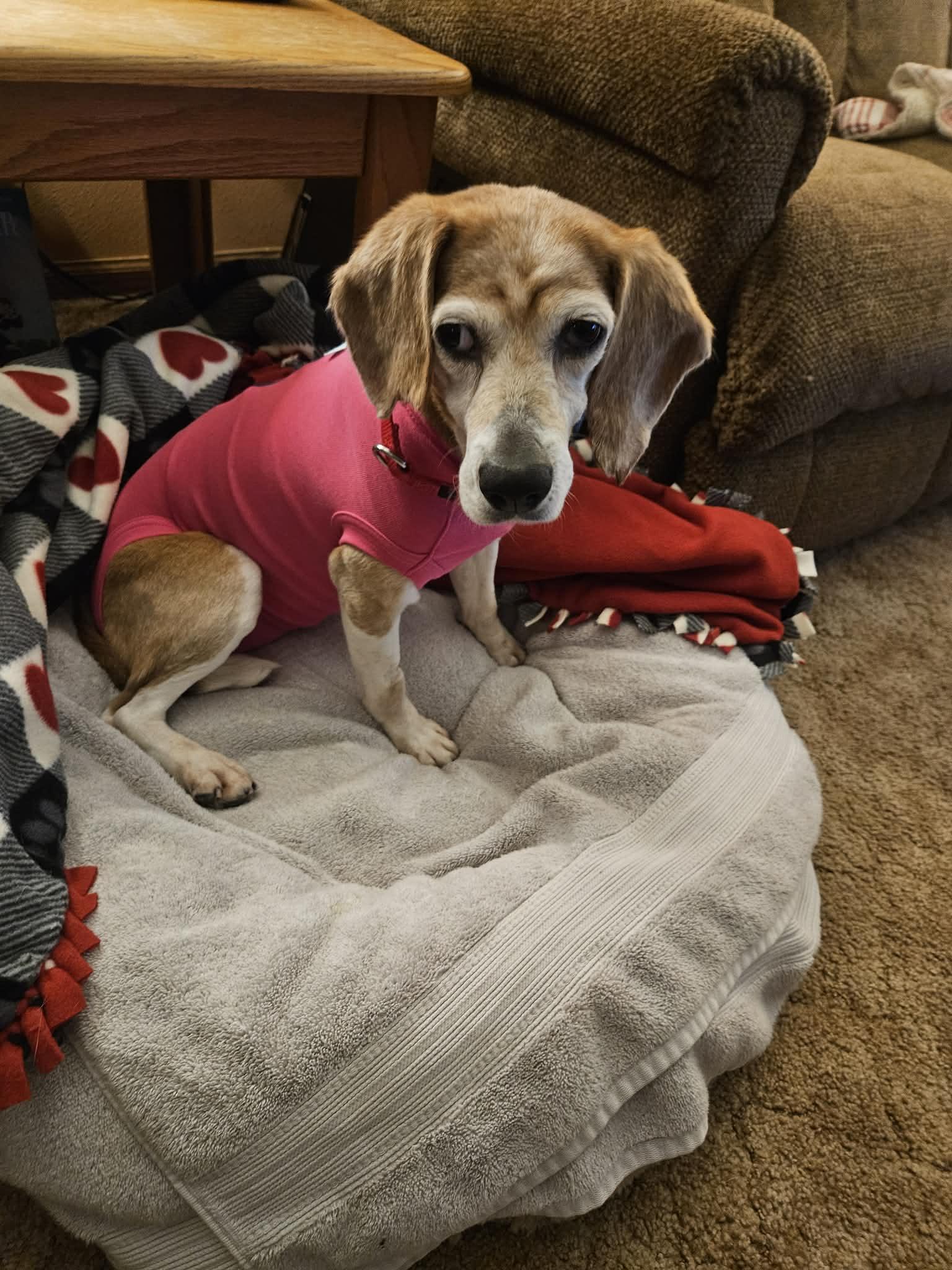 Enlarge Birdie, a ADOPTABLE Beagle in Whitewater, WI image 3/6