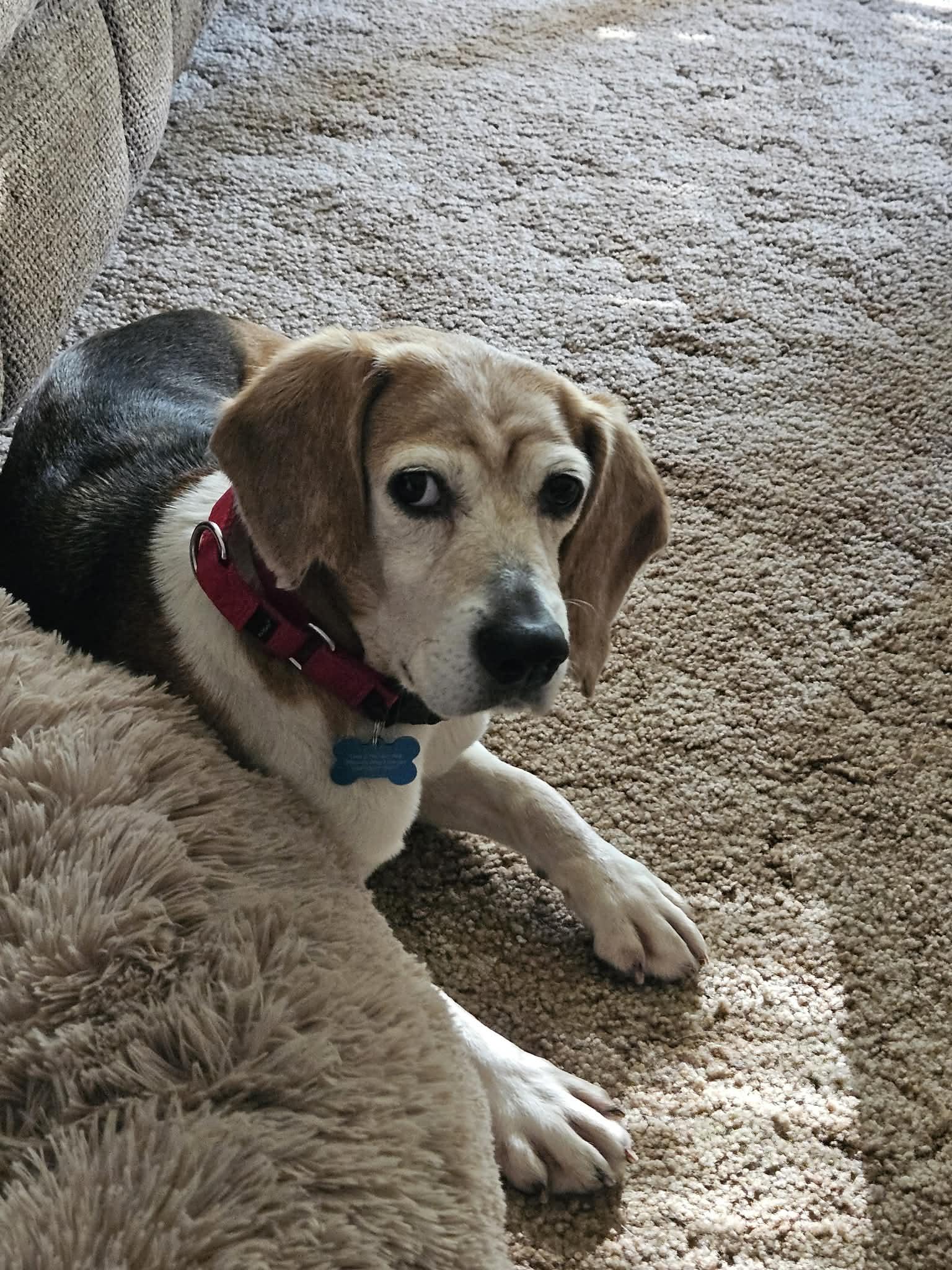 Enlarge Birdie, a ADOPTABLE Beagle in Whitewater, WI image 2/6
