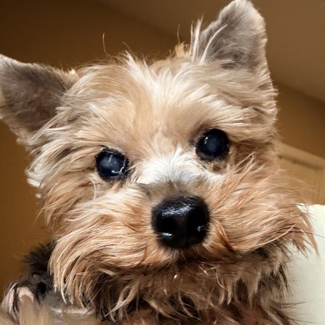 Walter, ADOPTABLE, Senior Male Yorkshire Terrier.