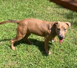 Charlotte, Adoptable, Puppy Female Staffordshire Bull Terrier & American Bully.