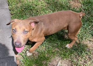 Enlarge Charlotte, a Adoptable mixed breed in Longwood, FL image 2/6